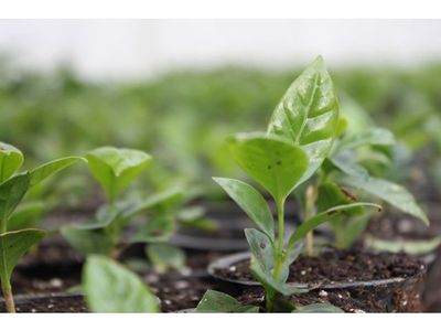 Kaffe ARVID.N mellanrost 500g