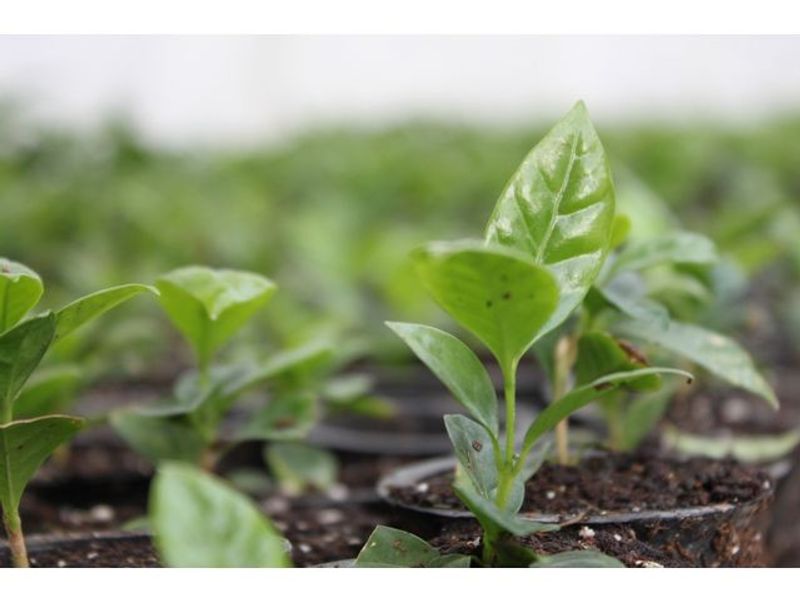 Kaffe ARVID.N Midnight Grown 60x100g