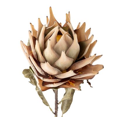 Stjälk Natur Konstgjorda blommor Protea | Bloomingville