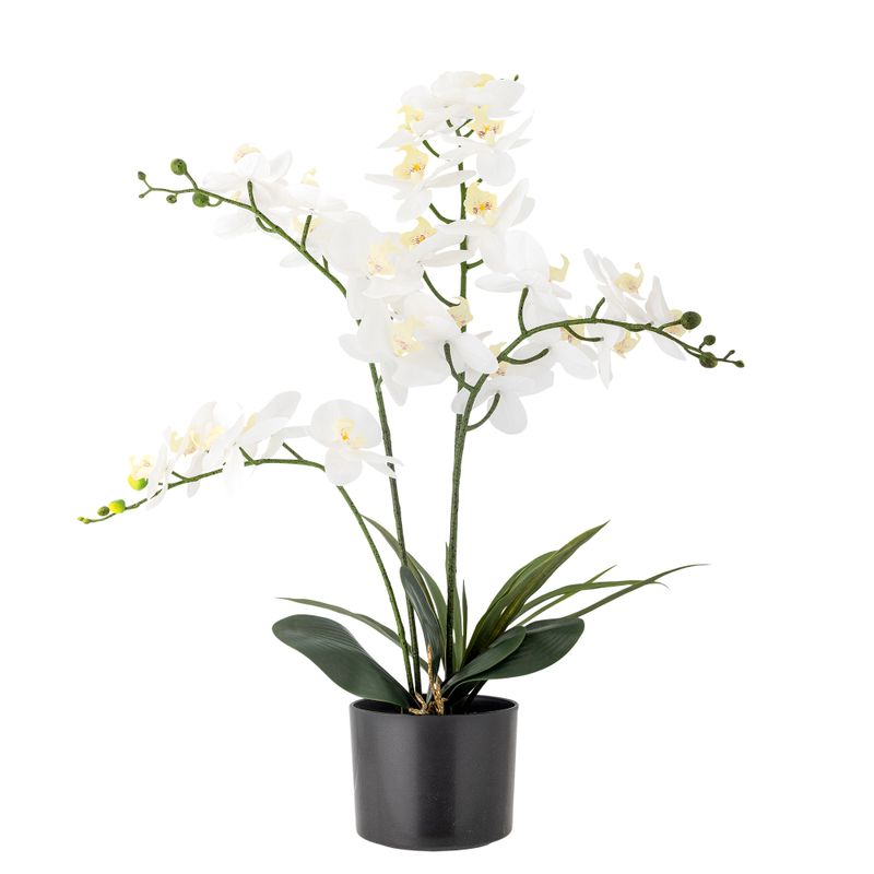 Växt Grön Konstgjorda blommor Orchid | Bloomingville