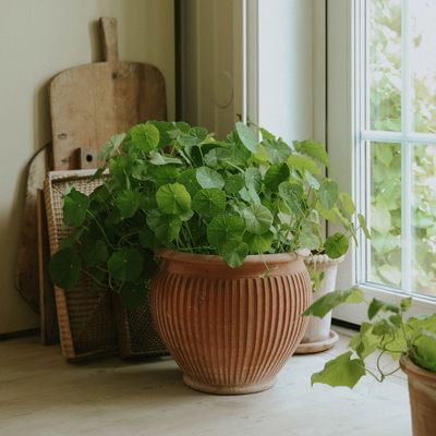 Bergs Potter Piccolina RAW Kruka Ø40 cm, Rosa