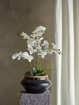Växt Grön Konstgjorda blommor Orchid | Bloomingville