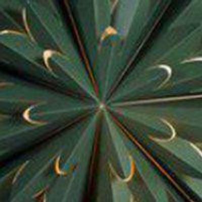 PR Home Hyacint star Grön 50cm