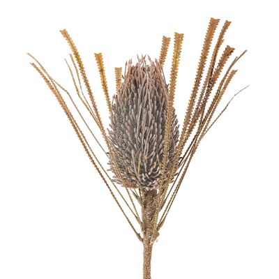 Stjälk Brun Konstgjorda blommor Palmflower | Bloomingville