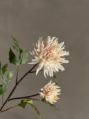 Stjälk Natur Konstgjorda blommor Chrysantemum | Bloomingville