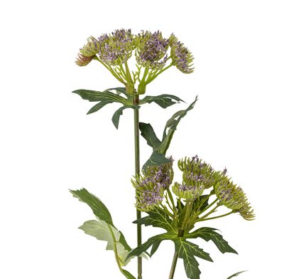 Stjälk Lila Konstgjorda blommor Throatwort | Bloomingville