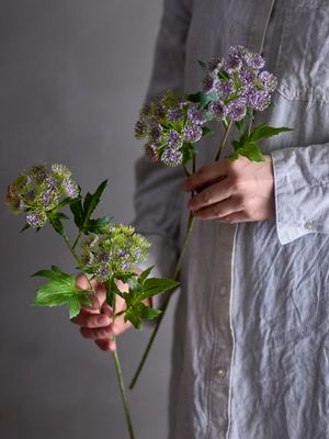 Stjälk Lila Konstgjorda blommor Throatwort | Bloomingville
