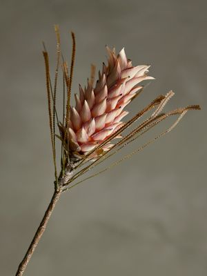 Stjälk Rosa Konstgjorda blommor Palmflower | Bloomingville