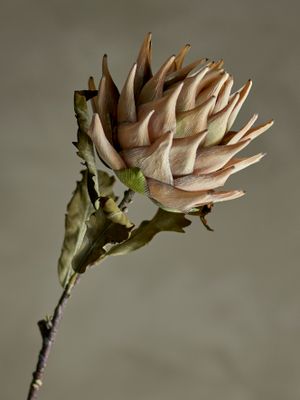 Stjälk Natur Konstgjorda blommor Protea | Bloomingville