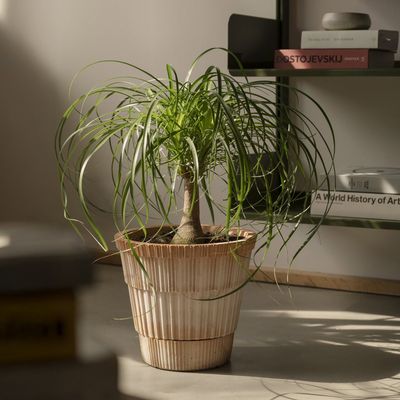 Bergs Potter Atlas RAW Kruka Rosa, Ø 25 cm