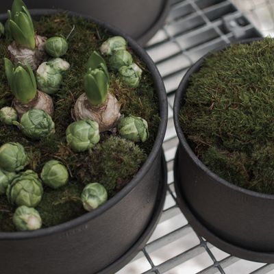 DBKD Plant Bowl 2-set Brun