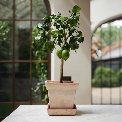 Bergs Potter Gaia RAW Kruka Med Fat Rosa, Ø 30 cm