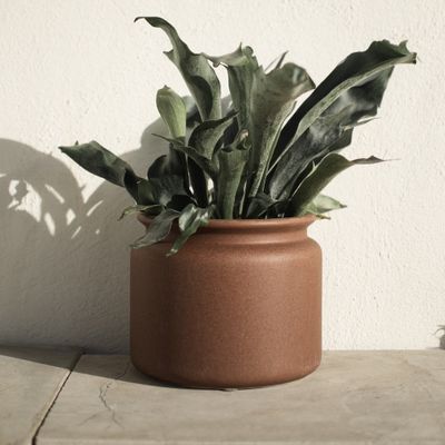 DBKD Pure Medium Brun