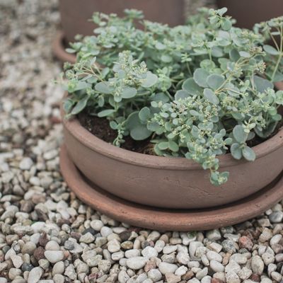 DBKD Terra Bowl Brun