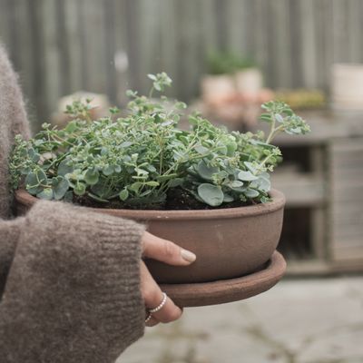 DBKD Terra Bowl Brun