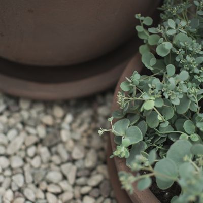 DBKD Terra Bowl Brun