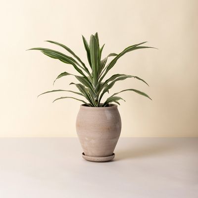 Bergs Potter Delphi RAW Kruka Med Fat Grå, Ø 22 cm