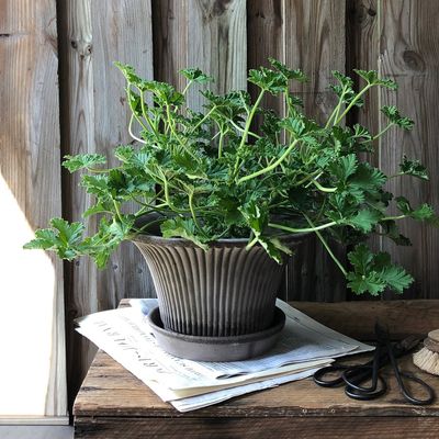 Bergs Potter Daisy RAW Kruka Med Fat Grå, Ø 30 cm