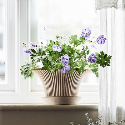 Bergs Potter Daisy RAW Kruka Med Fat Rosa, Ø 30 cm