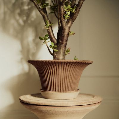Bergs Potter Daisy RAW Kruka Med Fat Rosa, Ø 30 cm