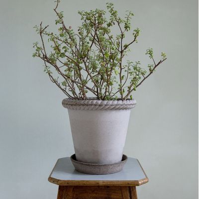Bergs Potter Emilia RAW Kruka Med Fat Grå, Ø 25 cm