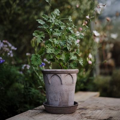 Bergs Potter Elizabeth RAW Kruka Med Fat Grå, Ø 25 cm