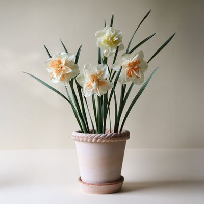 Bergs Potter Emilia RAW Kruka Med Fat Rosa, Ø 21 cm