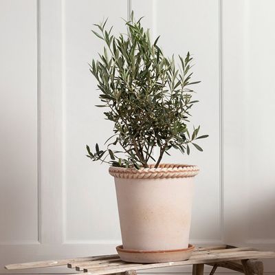 Bergs Potter Emilia RAW Kruka Med Fat Rosa, Ø 25 cm