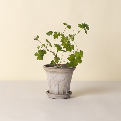 Bergs Potter Fleur RAW Kruka Med Fat Grå, Ø 25 cm