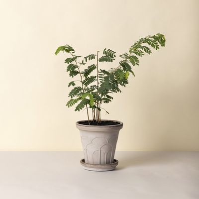 Bergs Potter Fleur RAW Kruka Med Fat Grå, Ø 25 cm