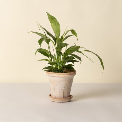 Bergs Potter Fleur RAW Kruka Med Fat Rosa, Ø 25 cm
