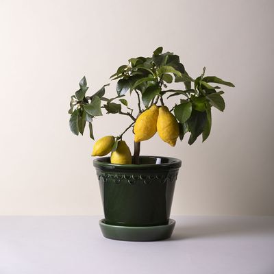 Bergs Potter Københavner GLAZED Kruka Med Fat Smaragdgrön, Ø 14 cm