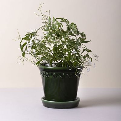 Bergs Potter Københavner GLAZED Kruka Med Fat Smaragdgrön, Ø 14 cm