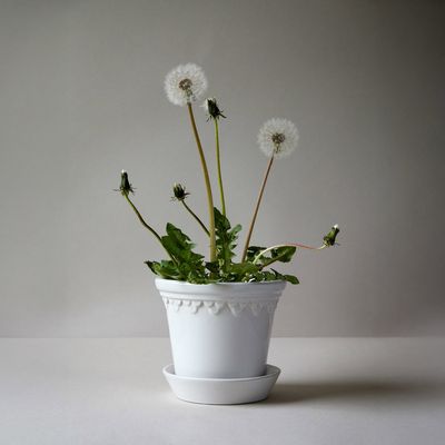 Bergs Potter Københavner GLAZED Kruka Med Fat Mineralvit, Ø 25 cm