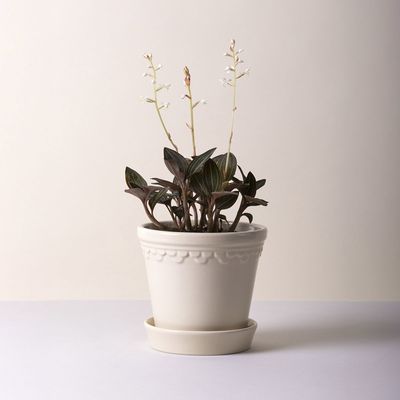 Bergs Potter Københavner GLAZED Kruka Med Fat Sandsten, Ø 25 cm
