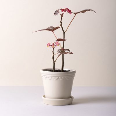 Bergs Potter Københavner GLAZED Kruka Med Fat Sandsten, Ø 25 cm