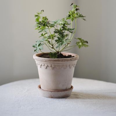 Bergs Potter Københavner RAW Kruka Med Fat Rosa, Ø 35 cm