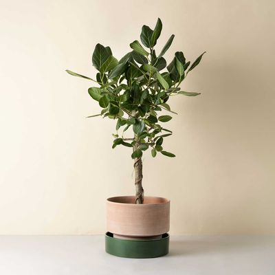 Bergs Potter Hoff RAW Kruka Rosa, Ø 40 cm