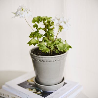 Bergs Potter Helena GLAZED Kruka Med Fat Pärlgrå, Ø 18 cm