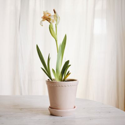 Bergs Potter Helena GLAZED Kruka Med Fat Rosenkvarts, Ø 18 cm