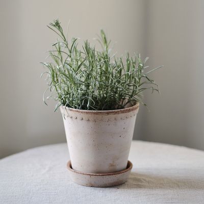 Bergs Potter Helena RAW Kruka Med Fat Rosa, Ø 25 cm