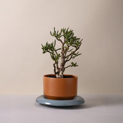 Bergs Potter Lily GLAZED Kruka Orange, Ø 25 cm