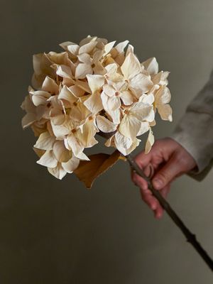Stjälk Natur Konstgjorda blommor Hydrangea | Bloomingville