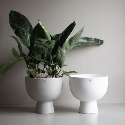 DBKD Figure Large Vit