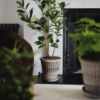 Bergs Potter Pantheon RAW Kruka Med Fat Grå, Ø 21 cm