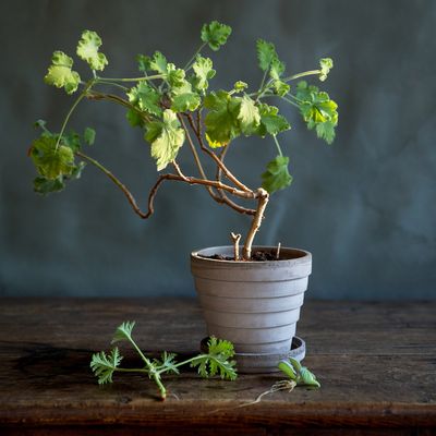 Bergs Potter Planet RAW Kruka Med Fat Grå, Ø 21 cm