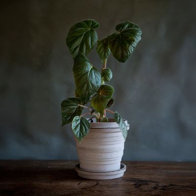 Bergs Potter Planet RAW Kruka Med Fat Grå, Ø 21 cm
