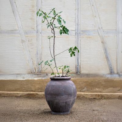 Bergs Potter Olivia RAW Kruka Grå, H 60 cm
