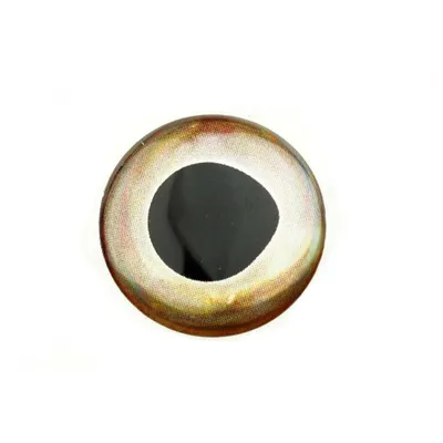 Lifelike Epoxy Eyes