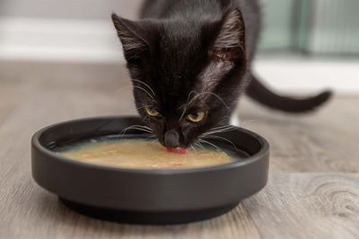 Kattmatskål Be Nordic svart